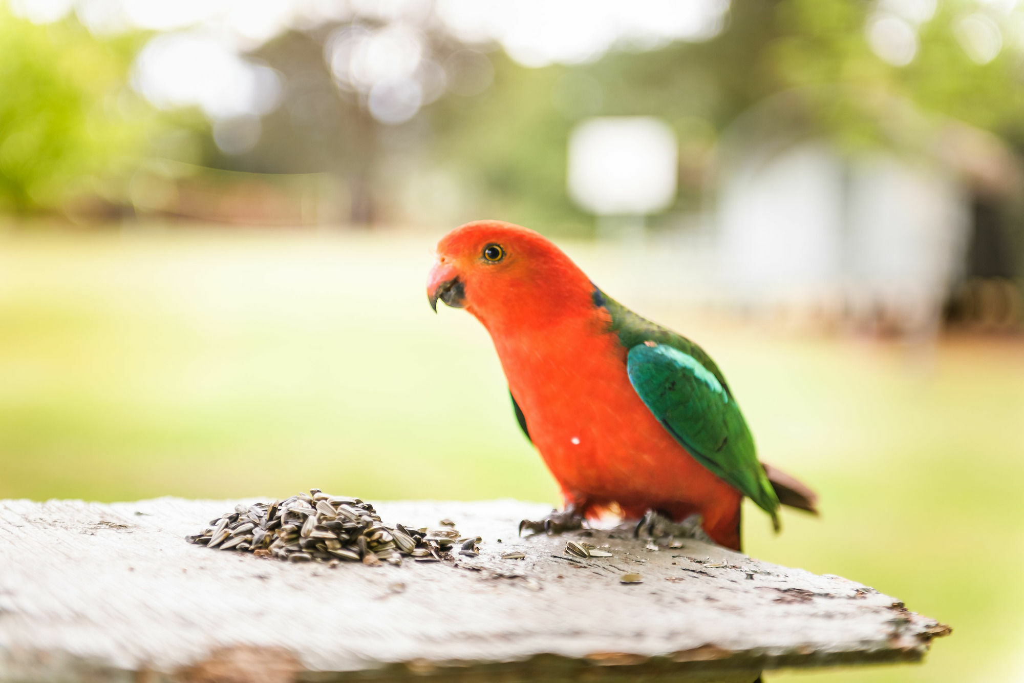 Villa Federation Gardens & Possums Hideaway Blackheath Esterno foto